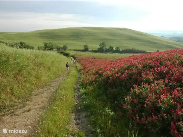 Location de Vacances Italie, Toscane, Montecatini Val Di Cecina, appartement - CERVO-2 Envie d’aller vous promener ?  Cependant, allez-y et promenez-vous dans les nombreux hectares disponibles à cet effet depuis la porte d’entrée.