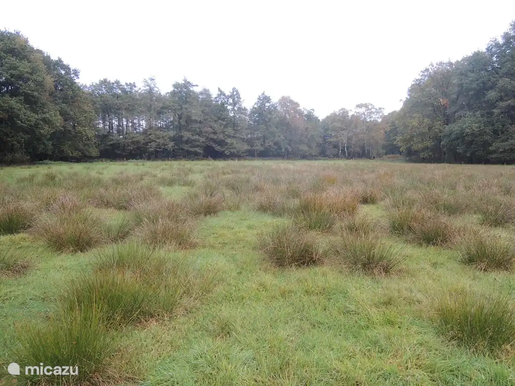 Walking in the Korenburgerveen.