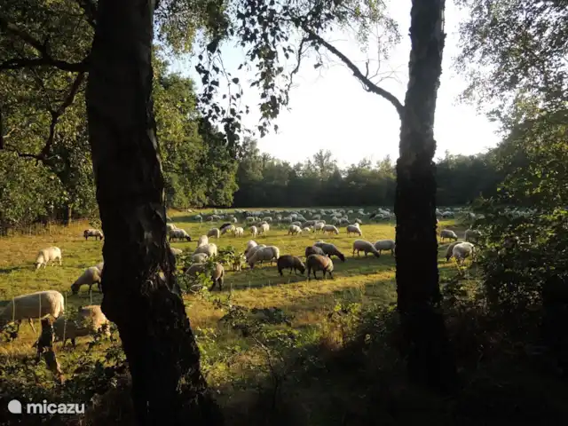 Caravansérail | Pays-Bas, Gueldre, Winterswijk - bungalow Un bel environnement de vélo et de marche.