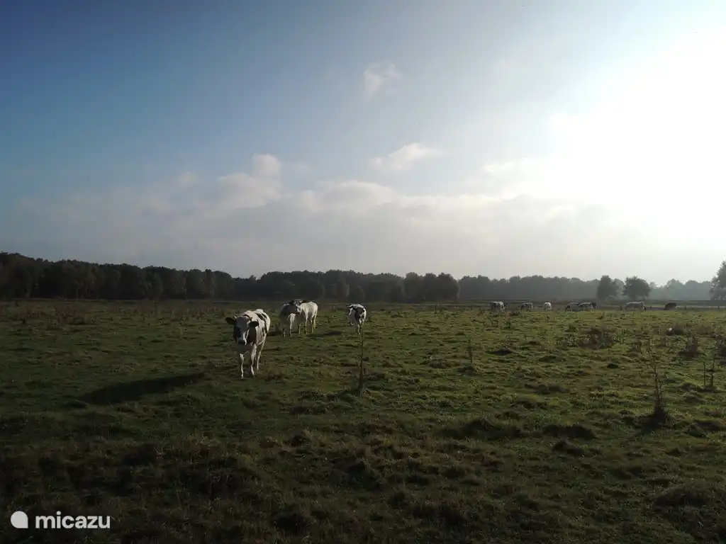 Curious cows