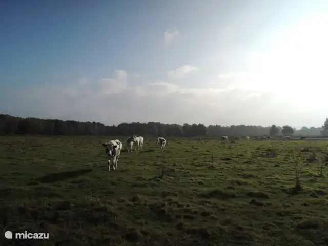 Caravansérail | Pays-Bas, Gueldre, Winterswijk - bungalow Vaches curieuses