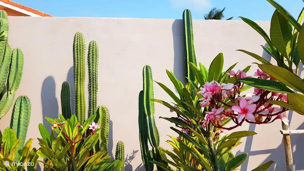 Cactus dans notre jardin