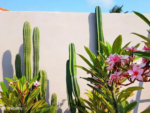 Location de Vacances Aruba, Oranjestad, San Barbola, maison de vacances - Cas Barbola, maison avec piscine privée Cactus dans notre jardin