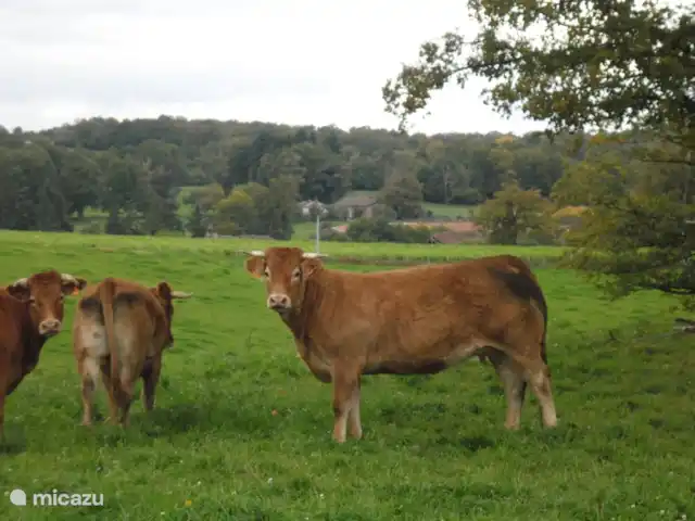 Domaine Charente - Gite Cardabelle en Francia, Charente, Mazières - casa vacacional ¡Ellos también te darán la bienvenida! En Charente encontramos estas vacas Limousin en casi todas partes, alegres vacas marrones con hermosos ojos...
Después de una vida maravillosa 'en plein nature', nos aseguran el trozo de carne más delicioso de Francia.