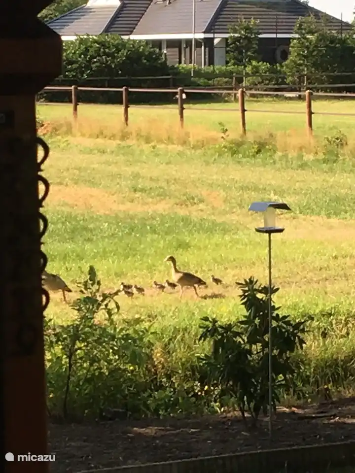 Familie Ägyptische Gans