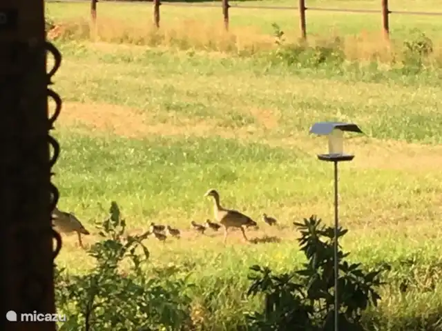 Houten villa Tine huren in Nederland, Overijssel, Den Ham - vakantiehuis Fam. Nijlgans