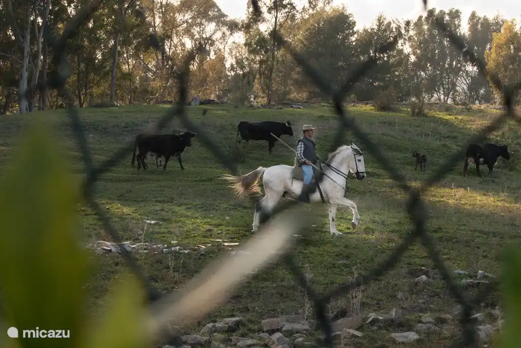 Ein spanischer authentischen Blick in unserem Hinterhof. Die Hirten und Herde vorbei unseres Hauses.
