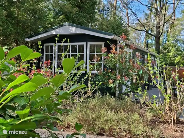La martre des arbres | Pays-Bas, Gueldre, Emst (Epe) - chalet source