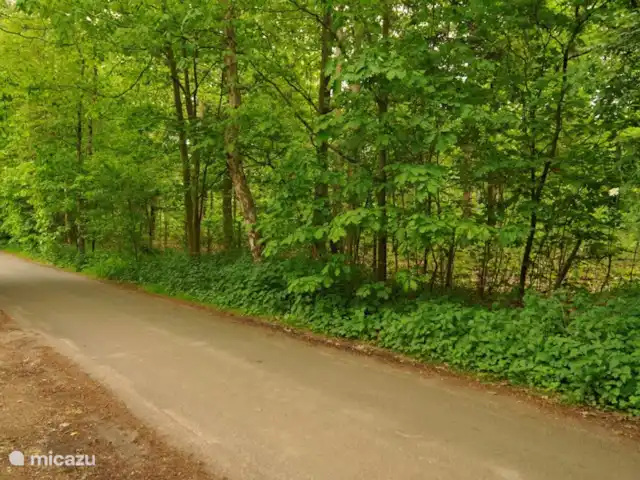 La martre des arbres | Pays-Bas, Gueldre, Emst (Epe) - chalet Marcher? Le Hanendorperweg est littéralement au coin de la rue.