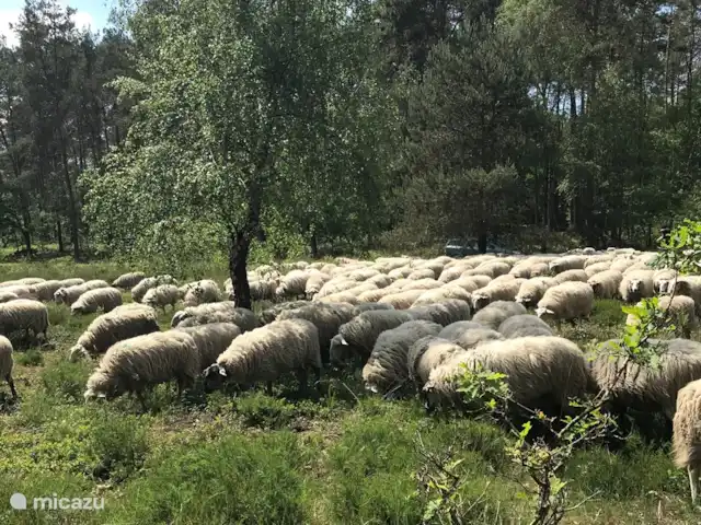 La martre des arbres | Pays-Bas, Gueldre, Emst (Epe) - chalet Le troupeau de moutons aime aussi passer.