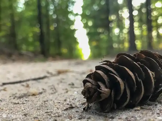 La martre des arbres | Pays-Bas, Gueldre, Emst (Epe) - chalet Laissez-vous surprendre par chaque virage du chemin forestier, différent à chaque saison.