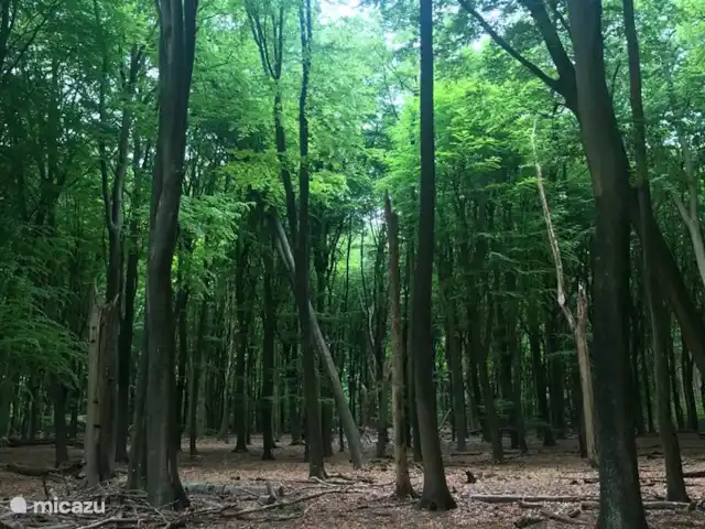 La martre des arbres | Pays-Bas, Gueldre, Emst (Epe) - chalet Un paradis pour les randonneurs, les cyclistes et les amoureux de la nature.