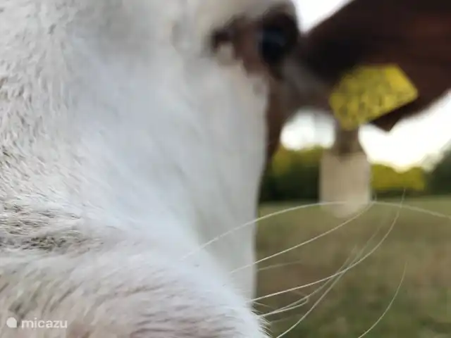 La martre des arbres | Pays-Bas, Gueldre, Emst (Epe) - chalet Avec un peu de chance, vous y apercevrez des cerfs ou des ?? sangliers. Au moins une vache.