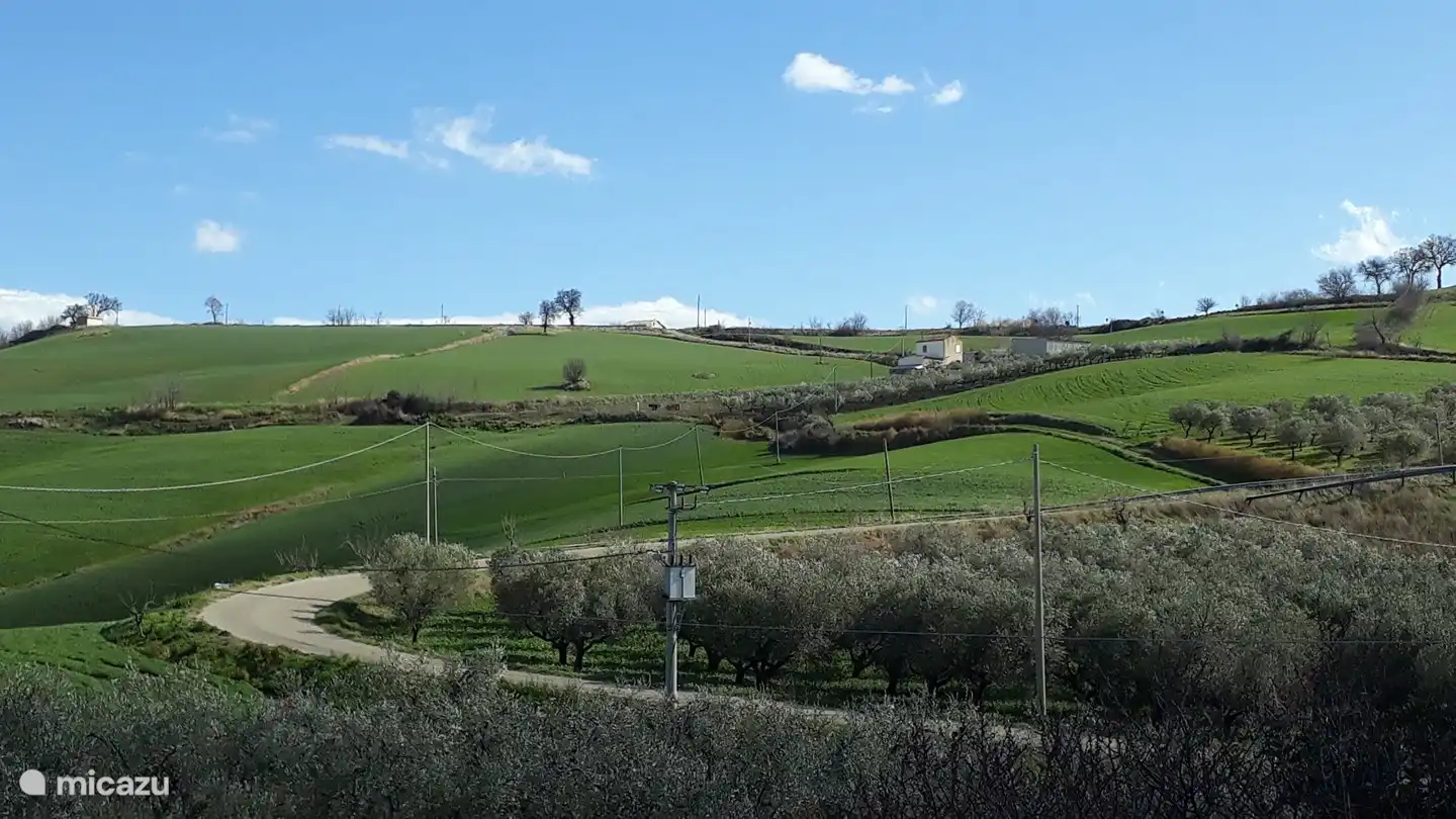 Blick auf den Olivenhain