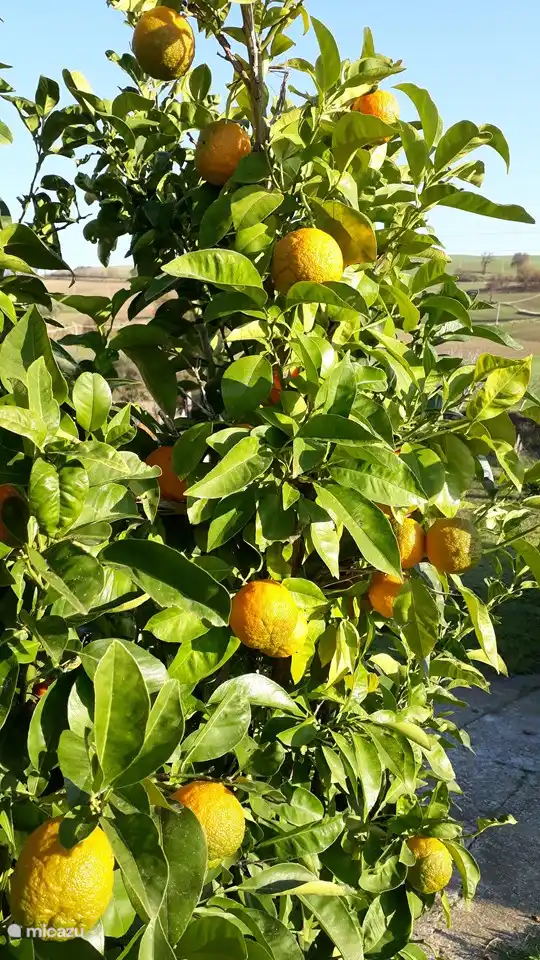 Orangenapfelbäume im Garten