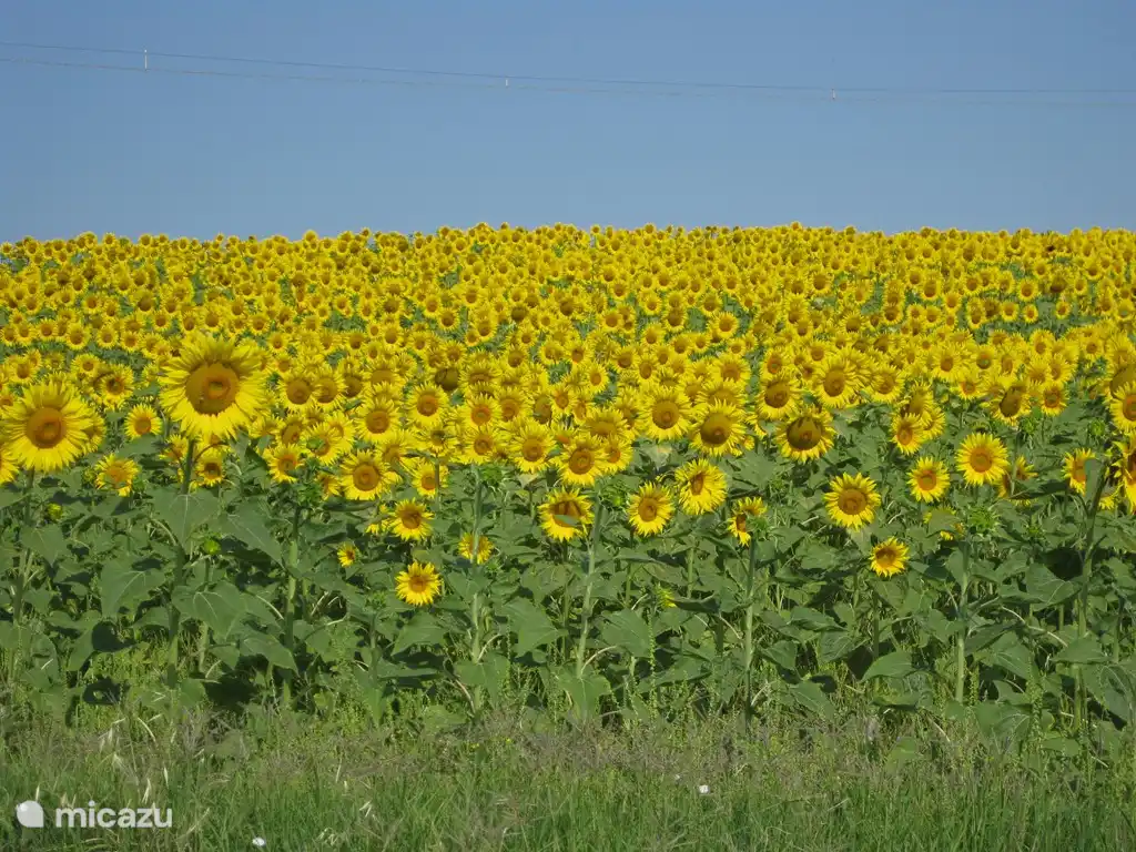 Sonnenblumenfelder im Juli
