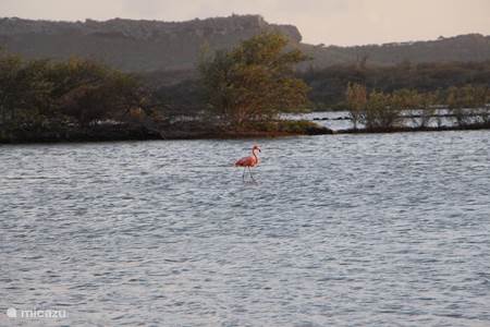 Flamingo Willywood