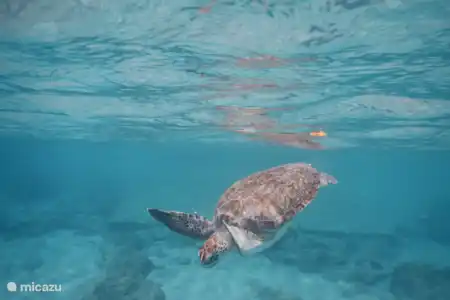 Plongée en apnée avec les tortues à Playa Grandi/Piskado