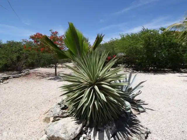 Villa Coral Curazao en Curazao, Bandabou (oeste), Coral Estate, Rif St.Marie - villa Planta