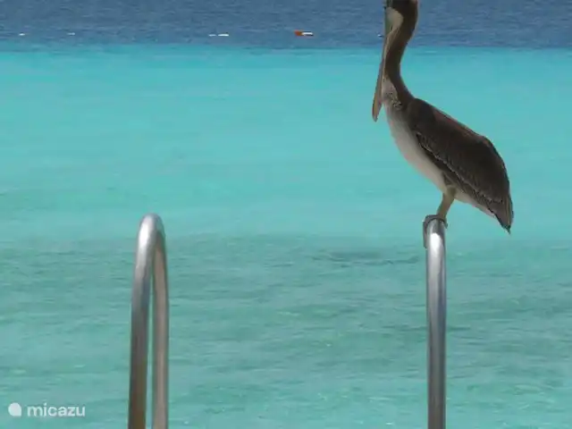 Villa Coral Curazao en Curazao, Bandabou (oeste), Coral Estate, Rif St.Marie - villa Pelícano en embarcadero