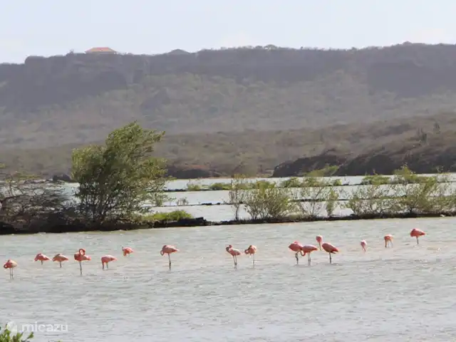Villa Coral Curazao en Curazao, Bandabou (oeste), Coral Estate, Rif St.Marie - villa Flamencos cerca de Coral Curazao