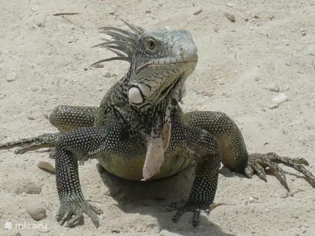 Villa Coral Curazao en Curazao, Bandabou (oeste), Coral Estate, Rif St.Marie - villa Iguana