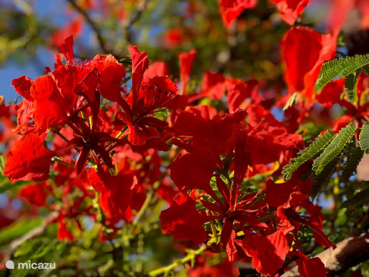Blüten des Flamboyants