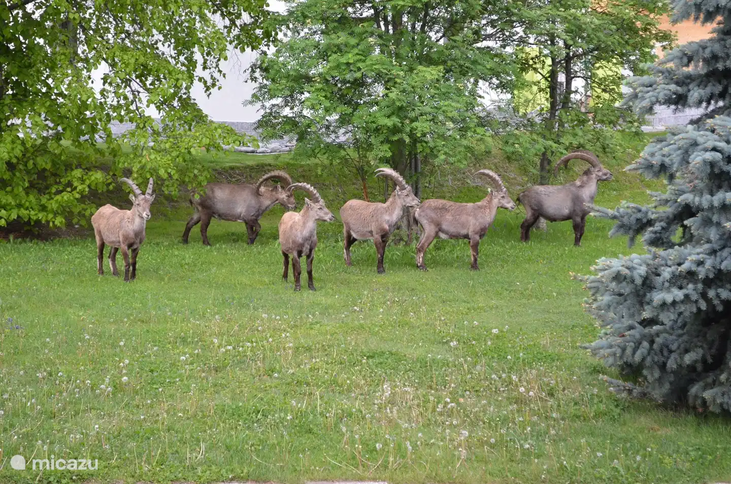 Appartement  Jufa (6 pers./107m2) huren in Zwitserland, Wallis, Grachen - Appartement