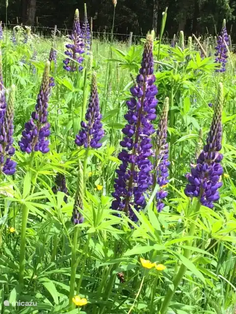Blühende Lupinen
