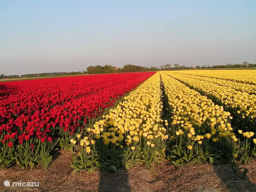 Mitten in Blumenzwiebelfeldern