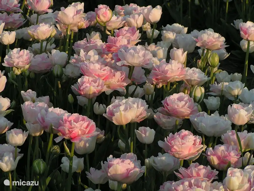 Schöne Blumenzwiebeln