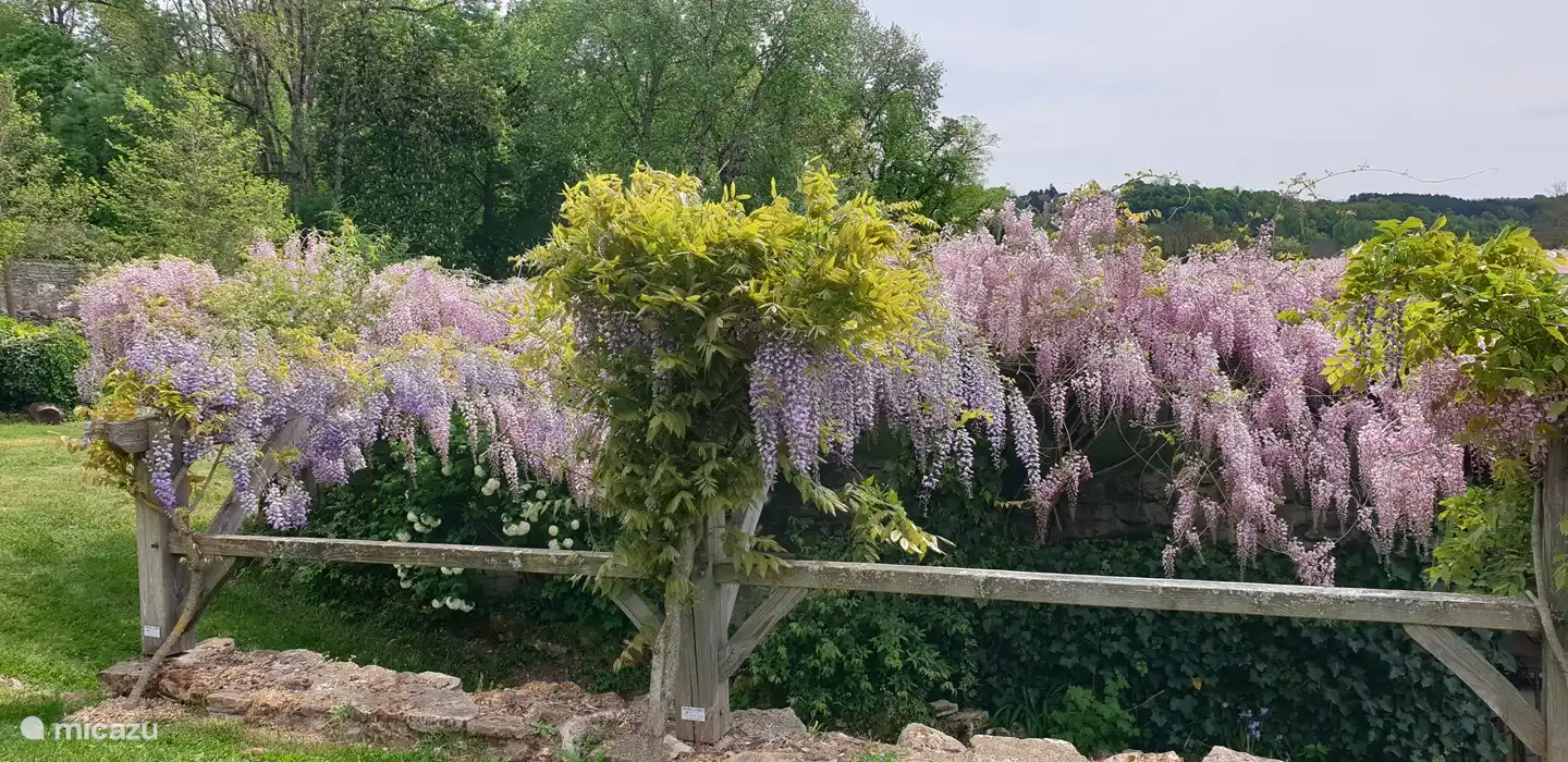 Glyzinien im April und August