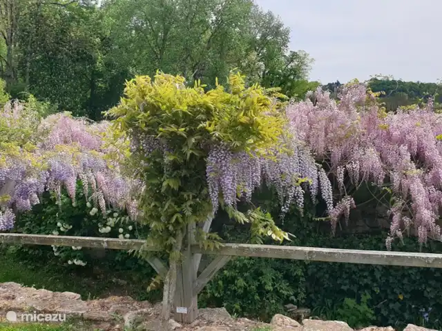 landhuis / kasteel huren in Frankrijk, Corrèze, Ayen – Abdij Blauwe regen in april en augustus