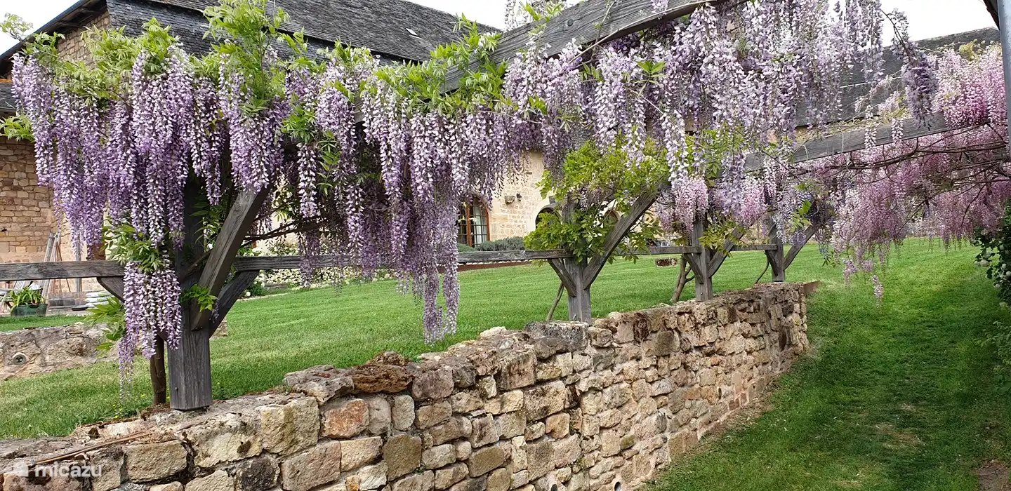 Auf dem Weg zum Pool duften Glyzinien