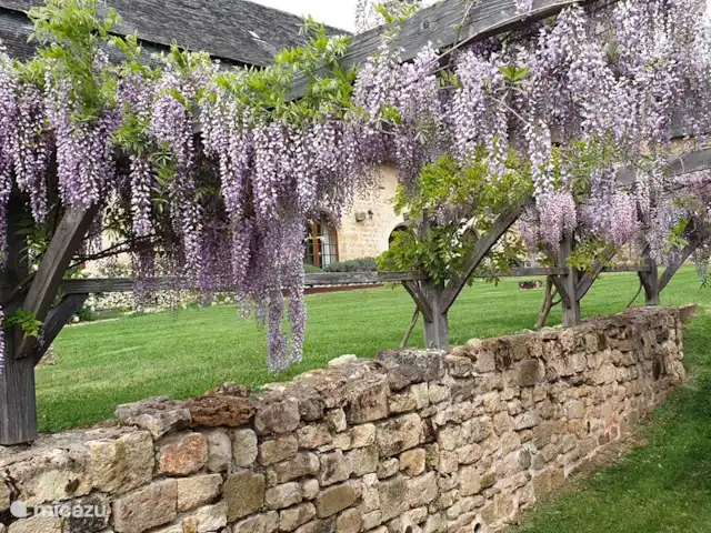 landhuis / kasteel huren in Frankrijk, Corrèze, Ayen – Abdij Op weg naar het zwembad, geurende blauwe regen