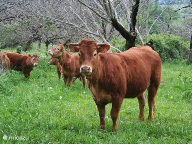 landhuis / kasteel huren in Frankrijk, Corrèze, Ayen – Abdij Onze buren