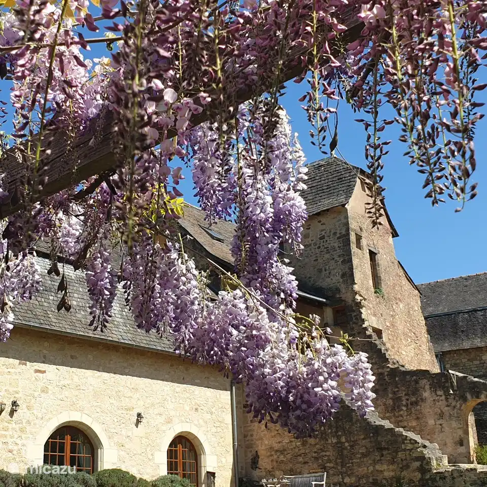 Glyzinien neben dem Pool