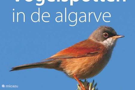 Observation des oiseaux en Algarve