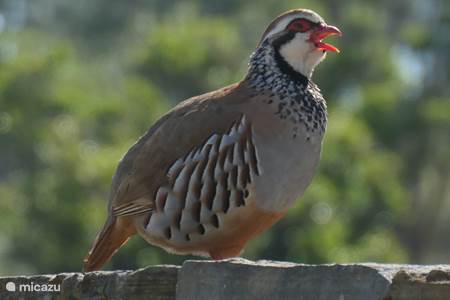 Observación de aves Algarve
