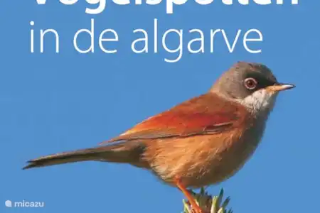Observation des oiseaux en Algarve