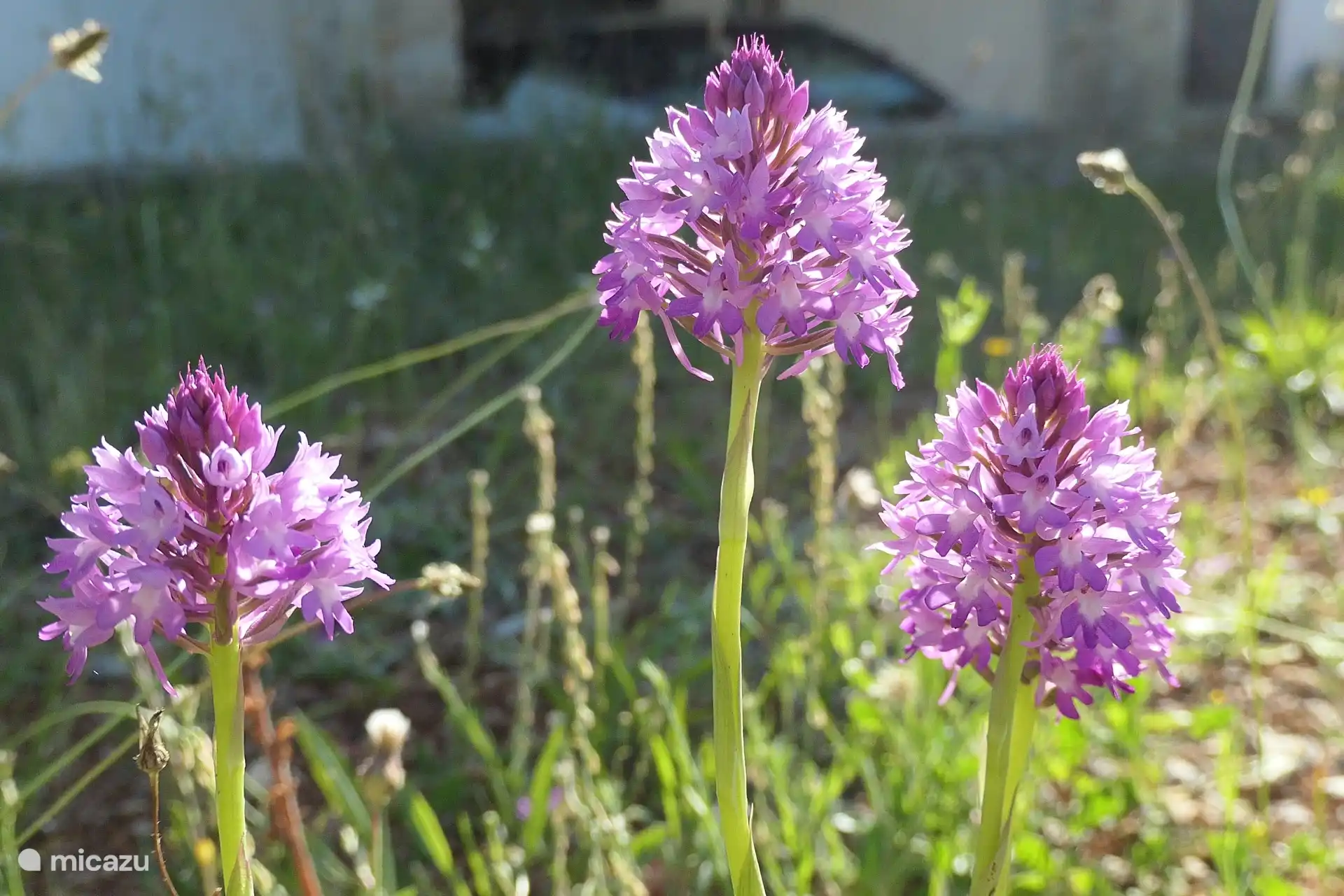 Primavera en la Casa: canino en el olivar