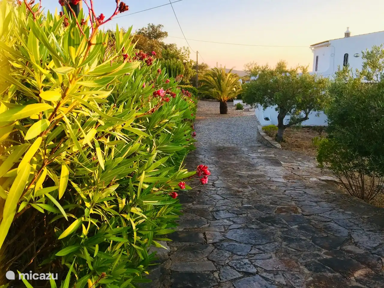 Las adelfas en flor a lo largo del largo camino de entrada