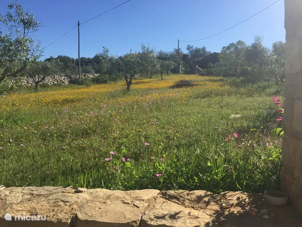 El olivar en flor en primavera