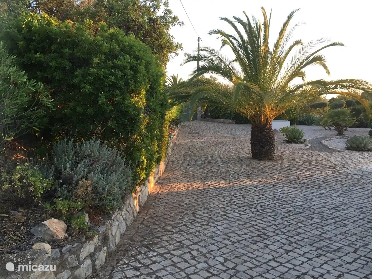 La hermosa palmera al lado de la villa.