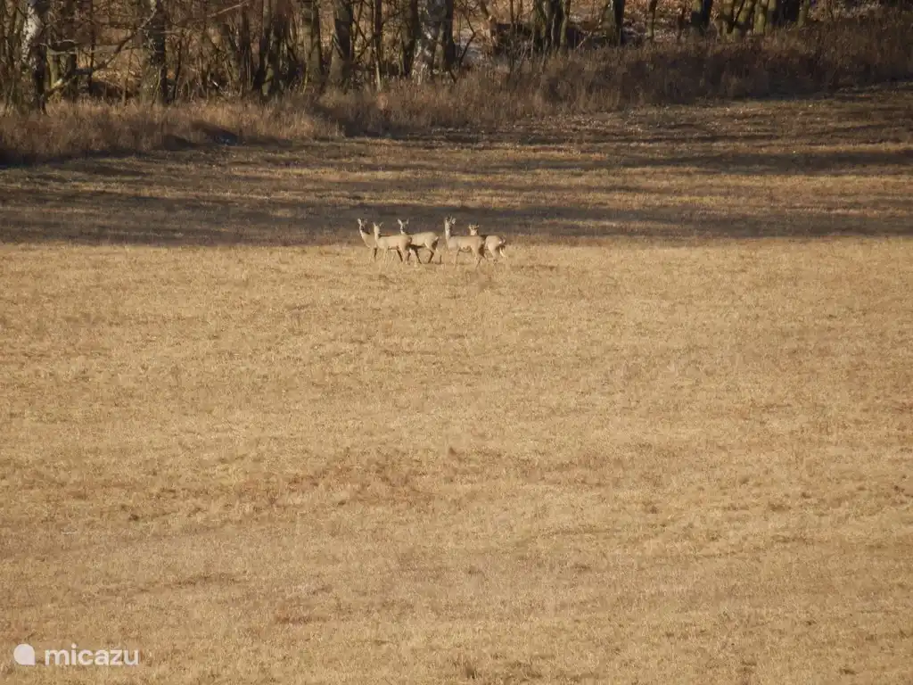 el venado a menos de 100 metros de la casa