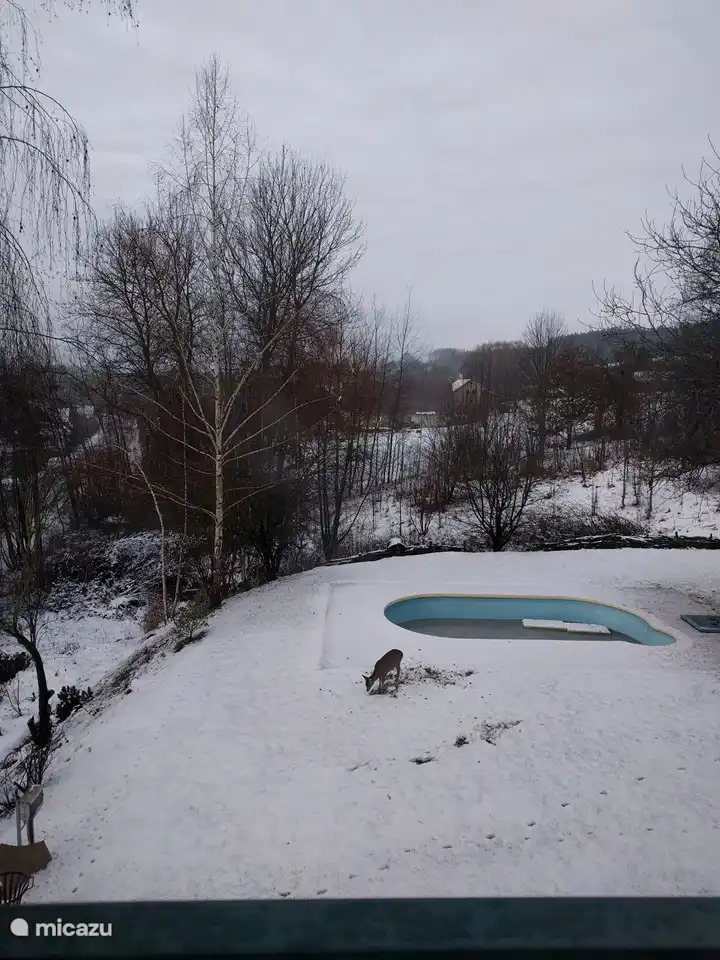 ciervo junto a la piscina