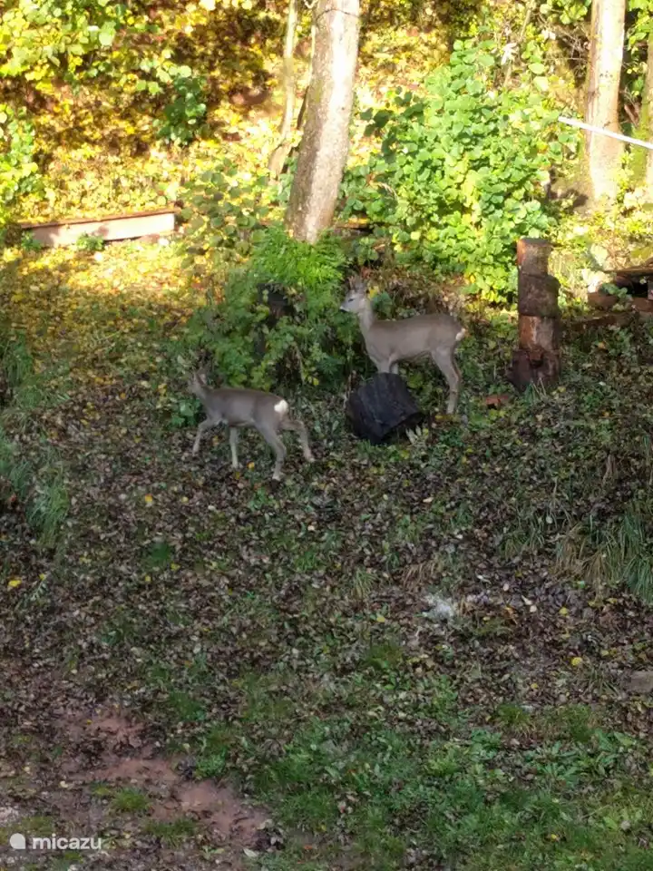 el ciervo en el jardin