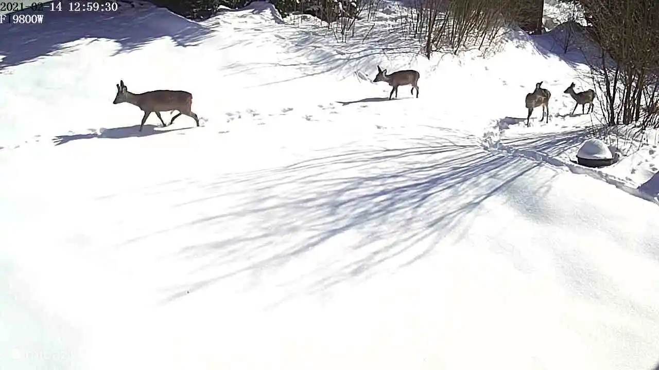 Ciervo en la puerta principal