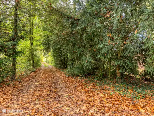 el martín pescador en Países Bajos, Güeldres, Winterswijk - bungaló La carretera de acceso en otoño.