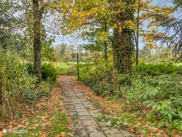 el martín pescador en Países Bajos, Güeldres, Winterswijk - bungaló vista desde la sala de estar sobre la reserva natural de Korenburgerveen